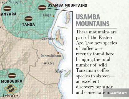 کوه‌های یوسامبا (Usamba mountains)